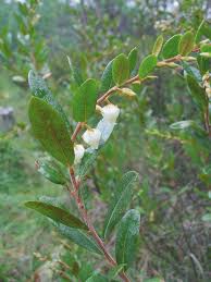 Attēlu rezultāti vaicājumam “Chamaedaphne calyculata”