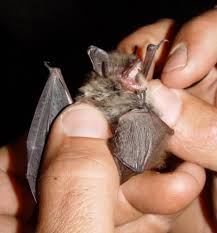Attēlu rezultāti vaicājumam “Myotis brandtii”