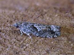 Attēlu rezultāti vaicājumam “Epinotia immundana”