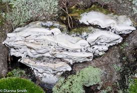 Attēlu rezultāti vaicājumam “Oxyporus corticola”