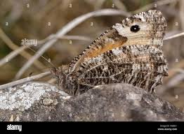 Attēlu rezultāti vaicājumam “Hipparchia semele underside”