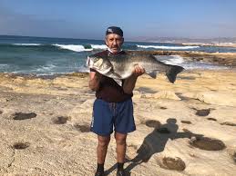 Image result for Stereolepis gigas