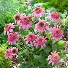 Image result for Echinacea Lustre hybrids