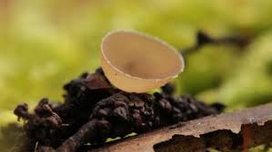 Attēlu rezultāti vaicājumam “Ciboria amentacea”