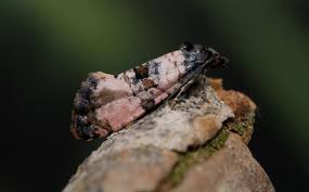 Attēlu rezultāti vaicājumam “Cochylis dubitana”