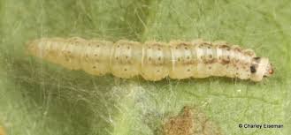 Attēlu rezultāti vaicājumam “Scythrididae”