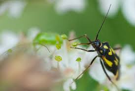 Attēlu rezultāti vaicājumam “Grypocoris sexguttatus”