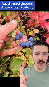 Attēlu rezultāti vaicājumam “Vaccinium uliginosum fruit”