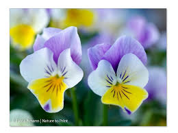 Image result for Hornveilchen