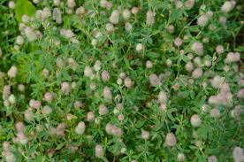 Attēlu rezultāti vaicājumam “Trifolium arvense flower”
