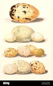Attēlu rezultāti vaicājumam “Crex crex eggs”