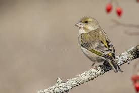 Attēlu rezultāti vaicājumam “Chloris chloris female”