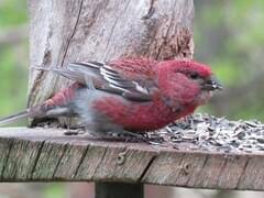 Image result for Pinicola enucleator