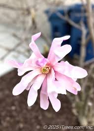 Attēlu rezultāti vaicājumam “Magnolia x loebneri flower”