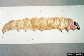 Attēlu rezultāti vaicājumam “Phronia sp. larva”