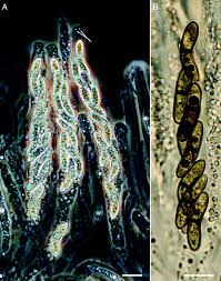 Attēlu rezultāti vaicājumam “Ruzenia spermoides”