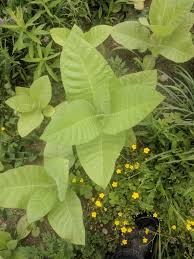 Attēlu rezultāti vaicājumam “Nicotiana tabacum leaf”