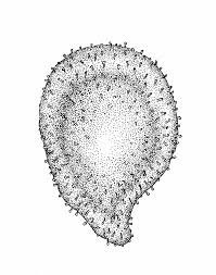 Attēlu rezultāti vaicājumam “Spergularia marina leaf”