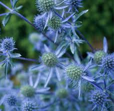 Attēlu rezultāti vaicājumam “Eryngium planum”