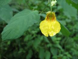 Attēlu rezultāti vaicājumam “Impatiens noli-tangere leaf”