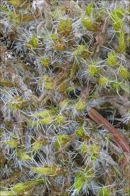 Attēlu rezultāti vaicājumam “Campylopus introflexus”