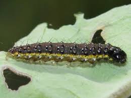 Attēlu rezultāti vaicājumam “Evergestis pallidata”