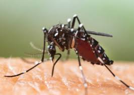 Attēlu rezultāti vaicājumam “Culex pipiens”