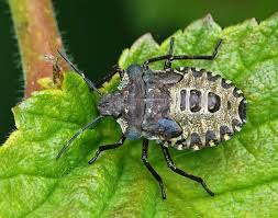 Attēlu rezultāti vaicājumam “Pentatoma rufipes”