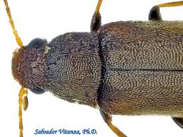 Attēlu rezultāti vaicājumam “Melandryidae”