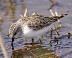 Attēlu rezultāti vaicājumam “Calidris minuta”