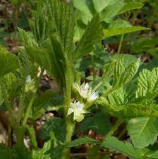 Attēlu rezultāti vaicājumam “Rubus saxatilis flower”