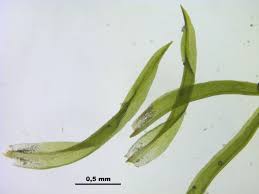 Attēlu rezultāti vaicājumam “Rhabdoweisia fugax”