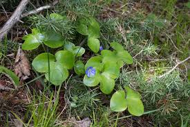 Attēlu rezultāti vaicājumam “Hepatica nobilis”