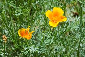 Attēlu rezultāti vaicājumam “Eschscholzia californica leaf”