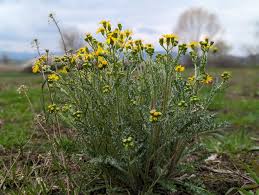Attēlu rezultāti vaicājumam “Senecio vernalis”