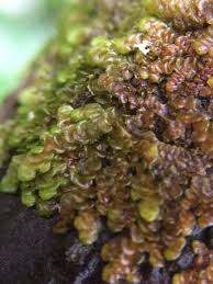 Attēlu rezultāti vaicājumam “Frullania dilatata”