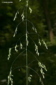 Attēlu rezultāti vaicājumam “Poa remota leaf”