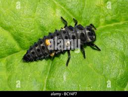 Attēlu rezultāti vaicājumam “Adalia bipunctata imago”