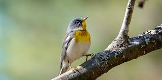Image result for Parula americana
