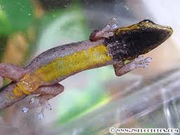 Attēlu rezultāti vaicājumam “Lycogala convexum young”