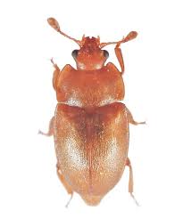 Attēlu rezultāti vaicājumam “Epuraea sp.”