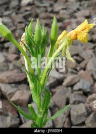Attēlu rezultāti vaicājumam “Oenothera biennis bud”