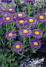 Image result for Aster alpinus