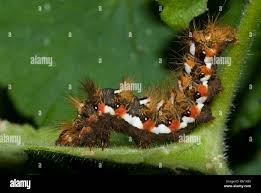 Attēlu rezultāti vaicājumam “Acronicta rumicis”