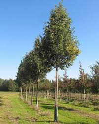 Attēlu rezultāti vaicājumam “Sorbus aria”