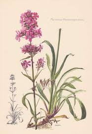 Image result for Pechnelke