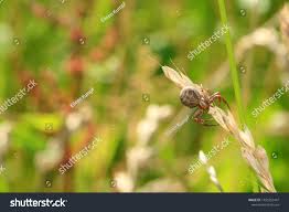 Attēlu rezultāti vaicājumam “Xysticus bifasciatus female”