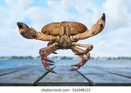 Image result for Cancer pagurus