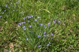 Attēlu rezultāti vaicājumam “Sisyrinchium montanum”