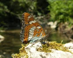 Attēlu rezultāti vaicājumam “Limenitis populi upperside”